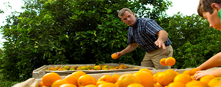 Workers sorting oranges